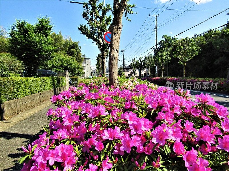 四月底。杜鹃花在日本城市的街道上盛开。