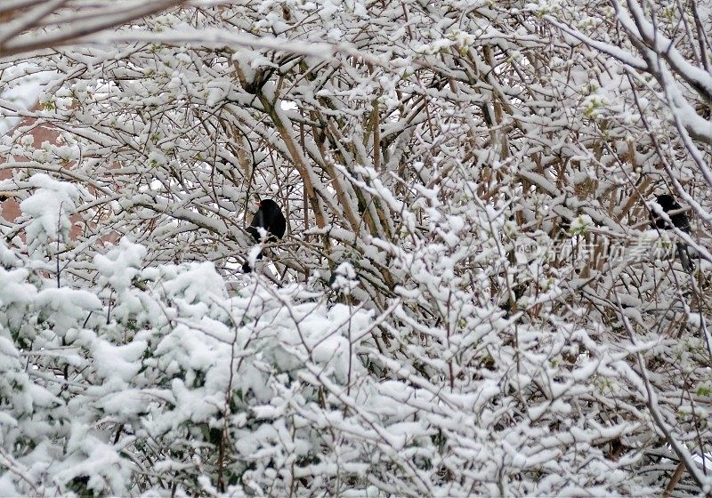 冬天的黑鸟
