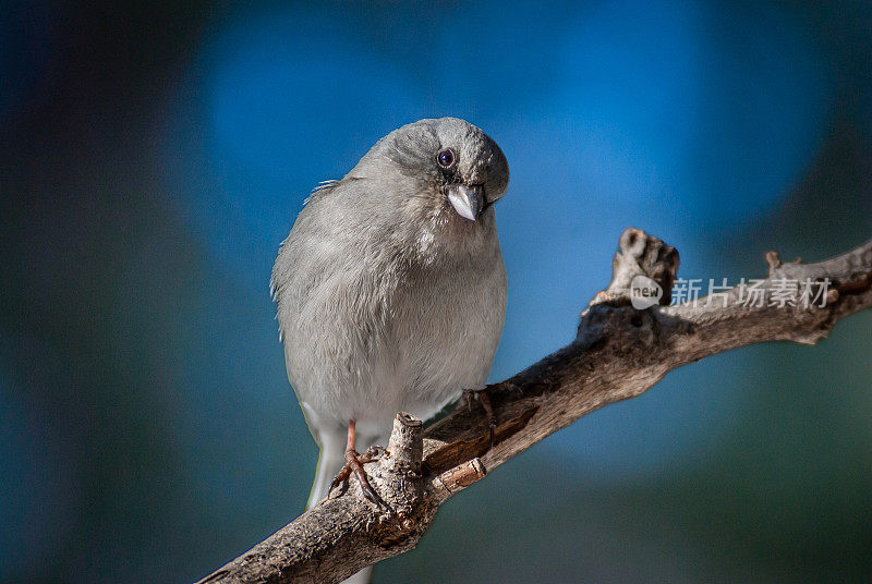 黑眼Junco