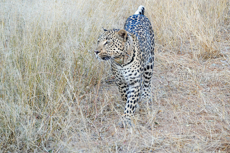 纳米比亚Otjozondjupa地区Omboroko山脉中的非洲豹