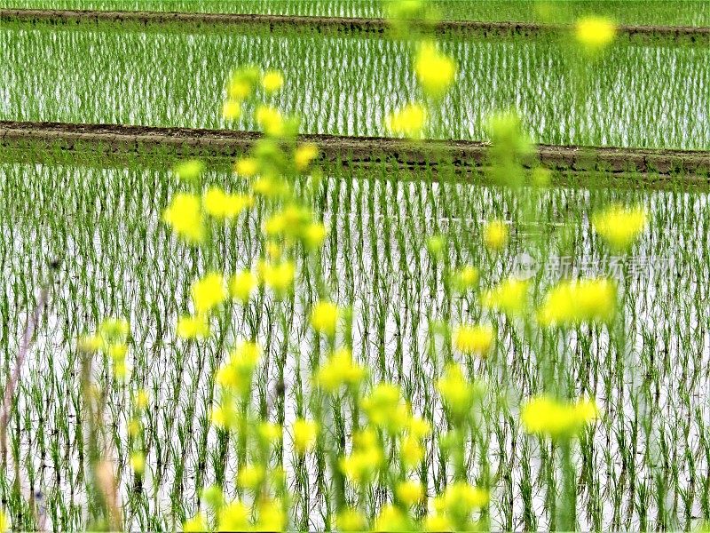 日本。五月黄花映衬着稻田。