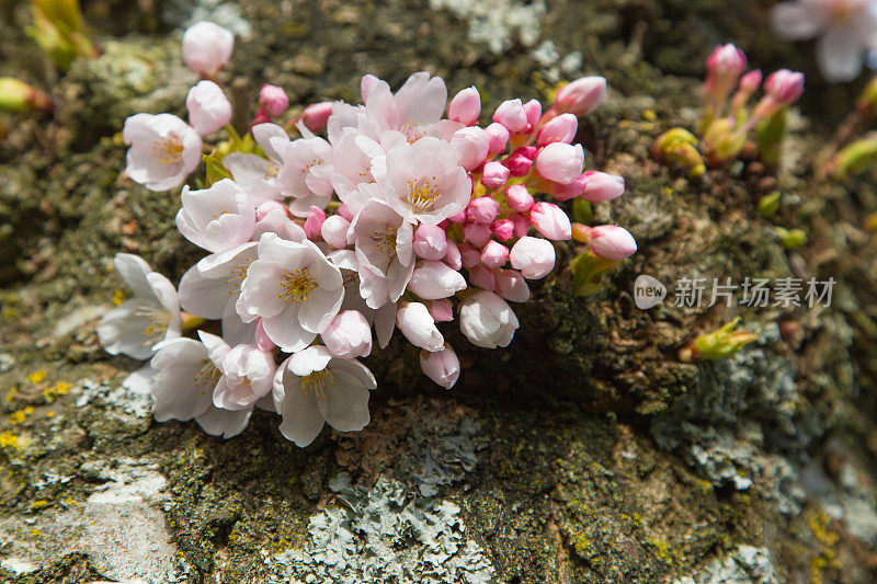 樱花