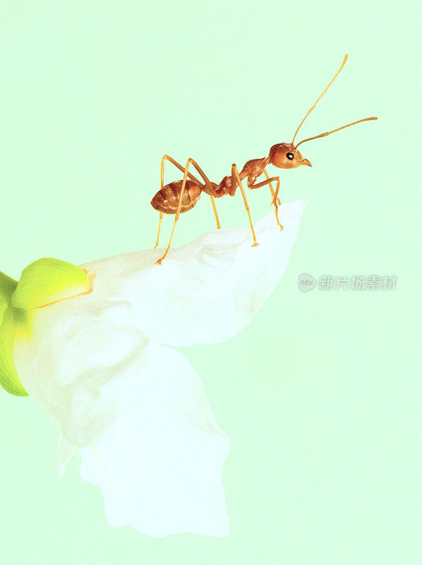 蚂蚁爬小白花——动物行为。