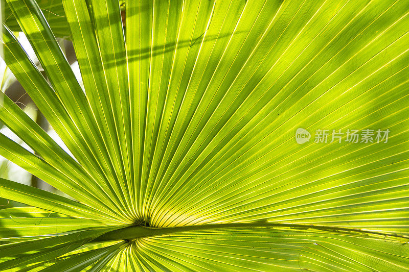 明亮的背光Sabal棕榈叶与明亮的区域中脉基部