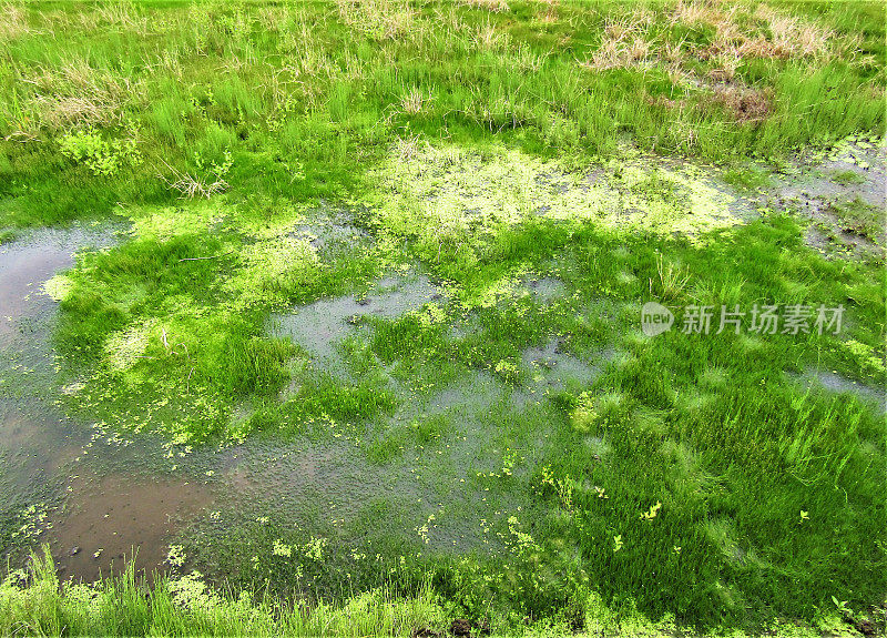 日本。6月。沼泽里阳光明媚的一天。