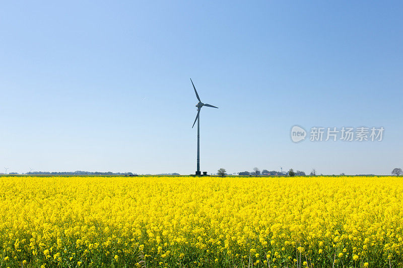 盛开的黄色油菜籽田与风力涡轮机的背景，东弗里西亚，北海，德国