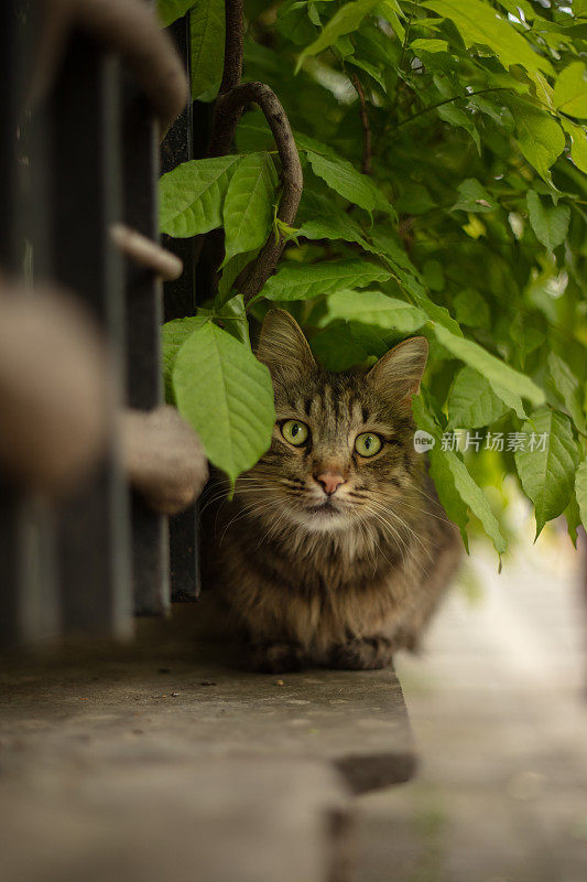 流浪虎斑猫在看镜头。