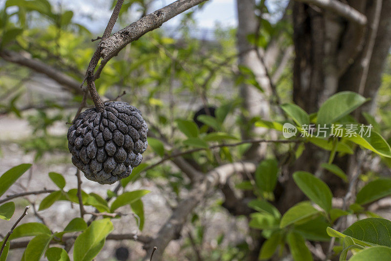 黑糖苹果