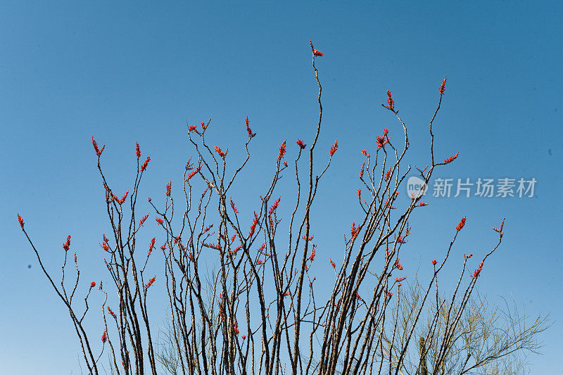 亚利桑那州索诺兰沙漠的开花仙人掌