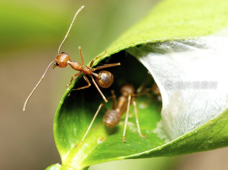 看蚂蚁的巢——动物的行为。