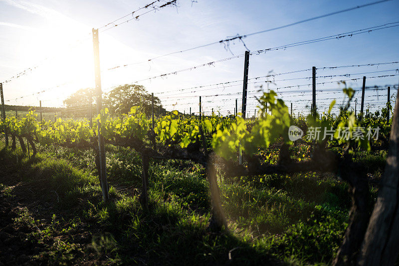 为酿酒而采收的葡萄:托斯卡纳葡萄园