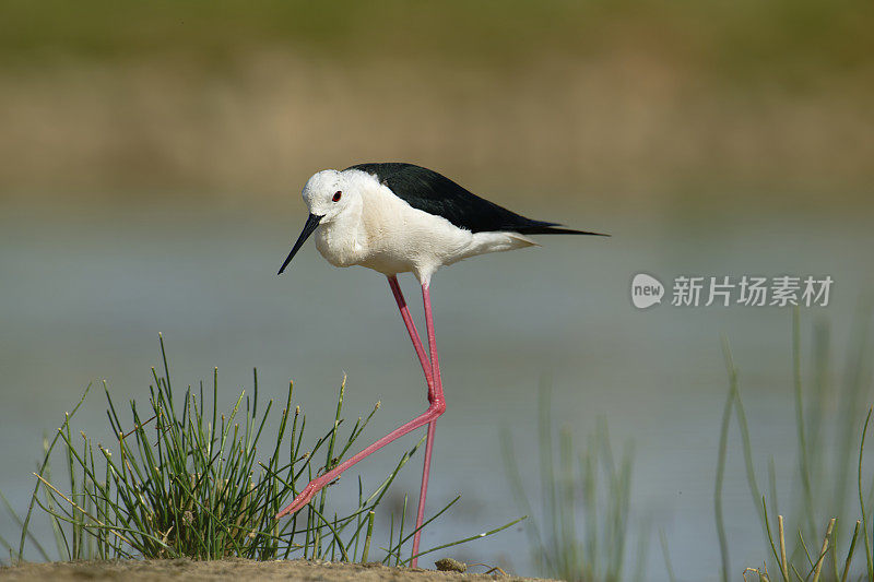 黑翅高跷(Himantopus)