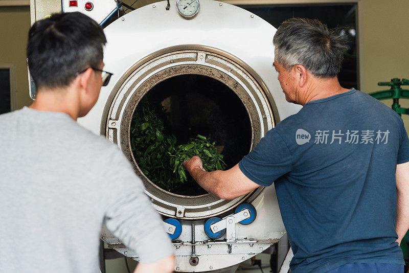 捕捉宁静的氛围，一个茶厂与茶师傅热干燥茶