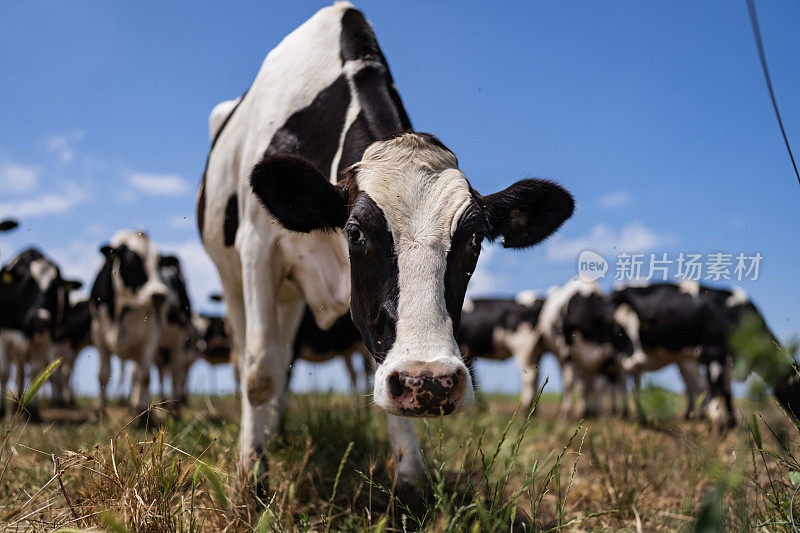 意大利的农业活动:弗里索纳牛有机农业