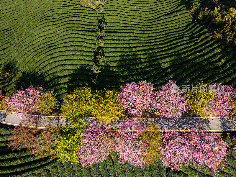 樱花有机茶园小径