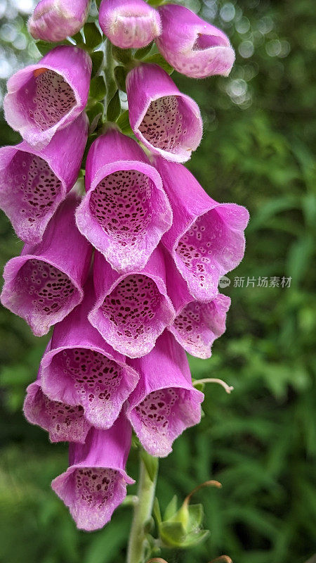 花朵特写