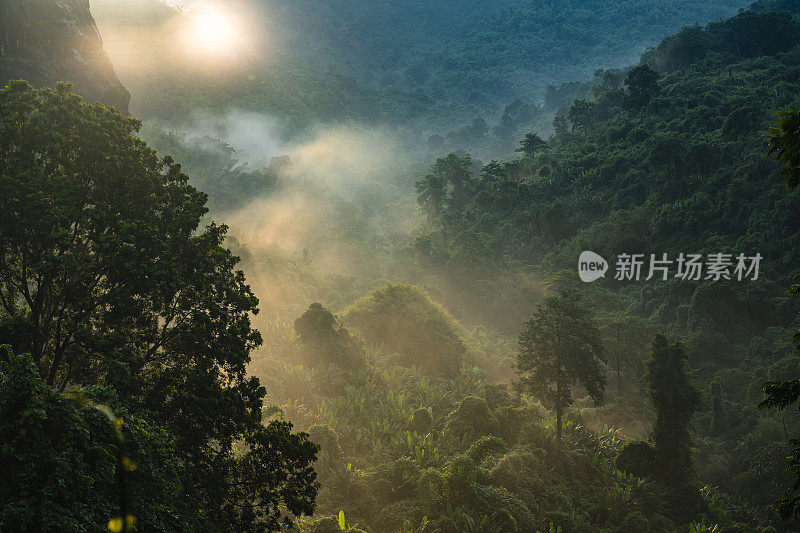 亚洲热带雨林景观，室外丛林绿色森林公园树冠，自然环境山景，度假水疗、瑜伽、静修的自由放松概念