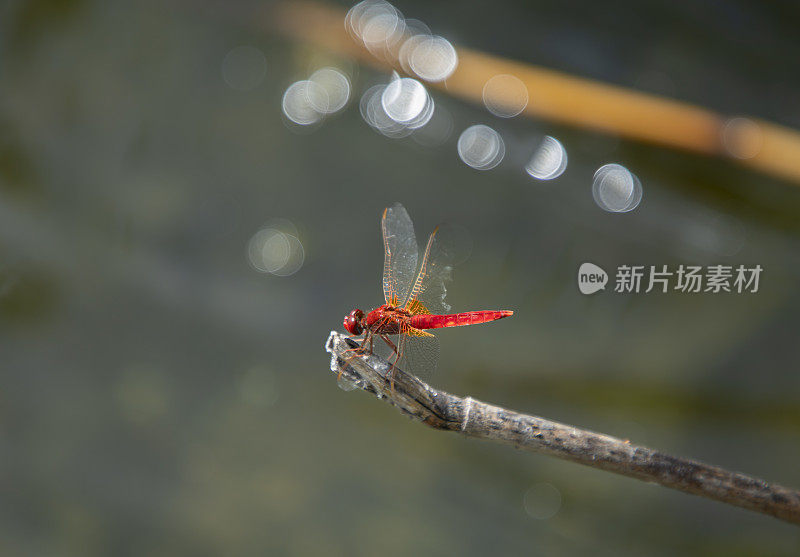 绿底红蜻蜓