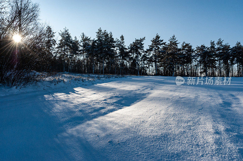 冬天的森林里，雪和阳光洒在树木之间