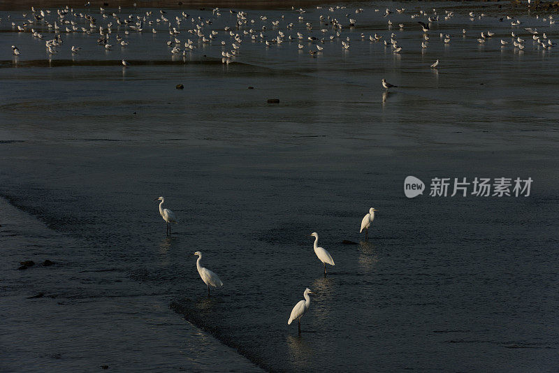 湿地苍鹭在夕阳下觅食