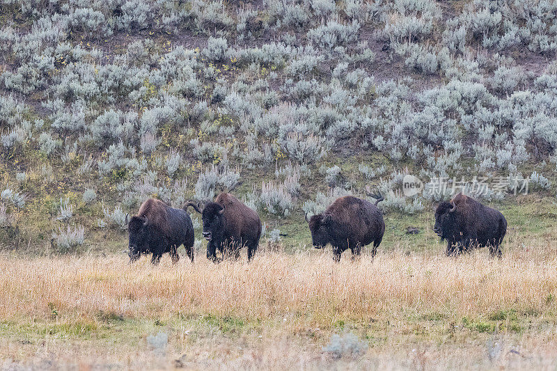 北美美国西部黄石生态系统中的四只奔跑的野牛或水牛