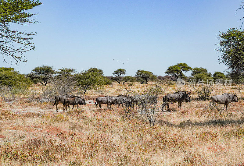 纳米比亚库内地区埃托沙国家公园里的角马