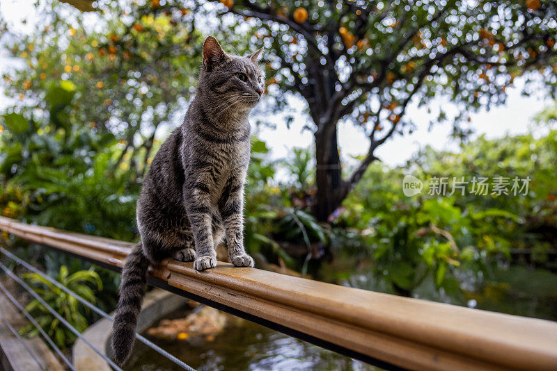 一只猫在橘子花园