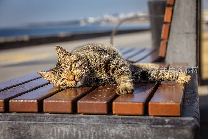 虎斑流浪猫。