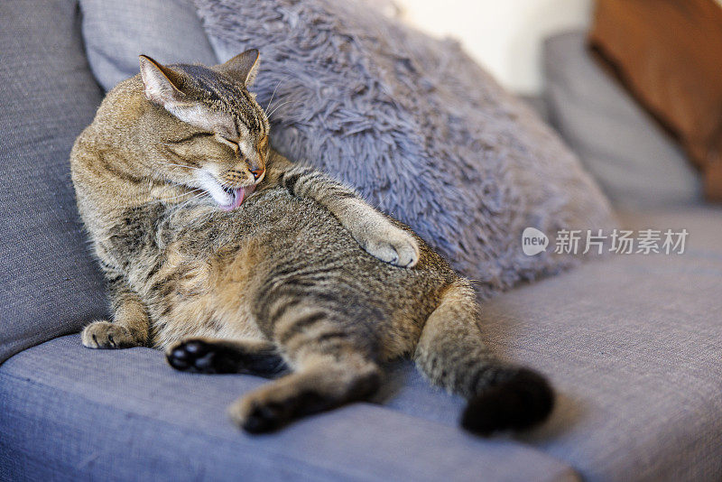 虎斑猫在家里的沙发上洗漱舔食