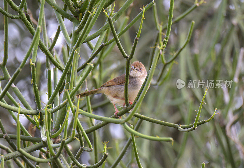 红着脸Cisticola