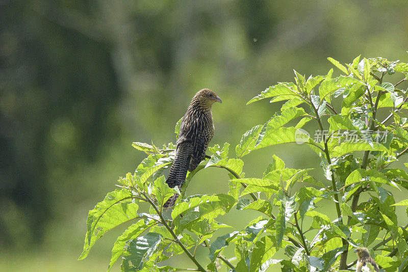 黑色Coucal