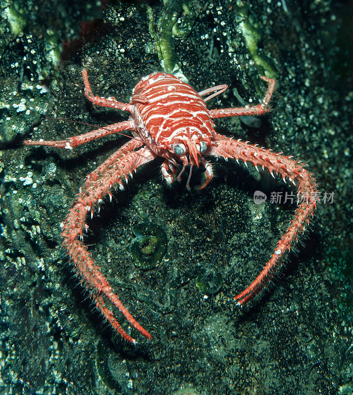 四足龙虾是一种矮胖的龙虾。螯类动物的爪子异常长。蹄足动物身上有小刺。蒙特利湾，加利福尼亚。