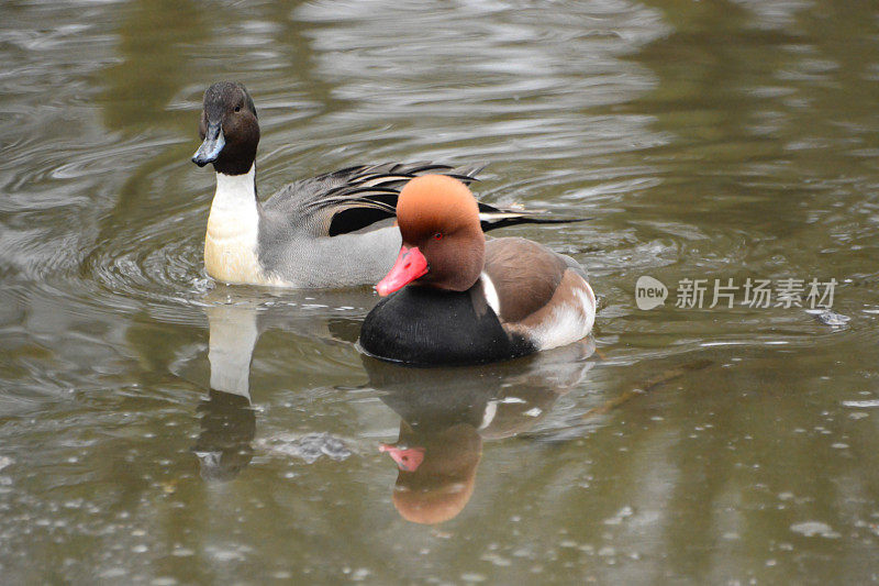 红冠潜鸭和斑尾鸭