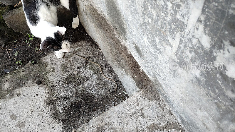 猫把一条活蛇带回家