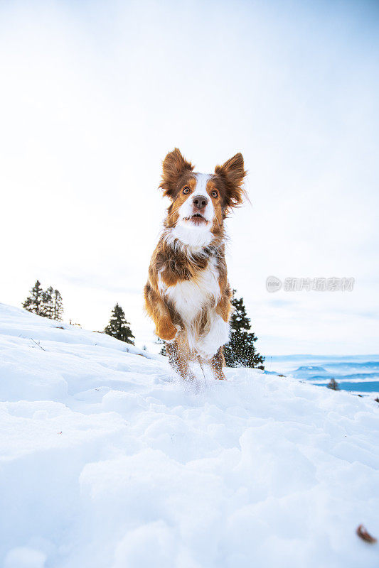 可爱的小狗在雪地里蹦蹦跳跳