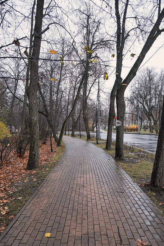 路在一个美丽的秋天公园延伸到远处，高大的树木铺在两旁