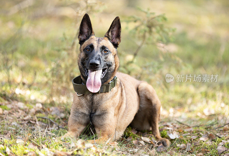 躺在森林里的比利时牧羊犬