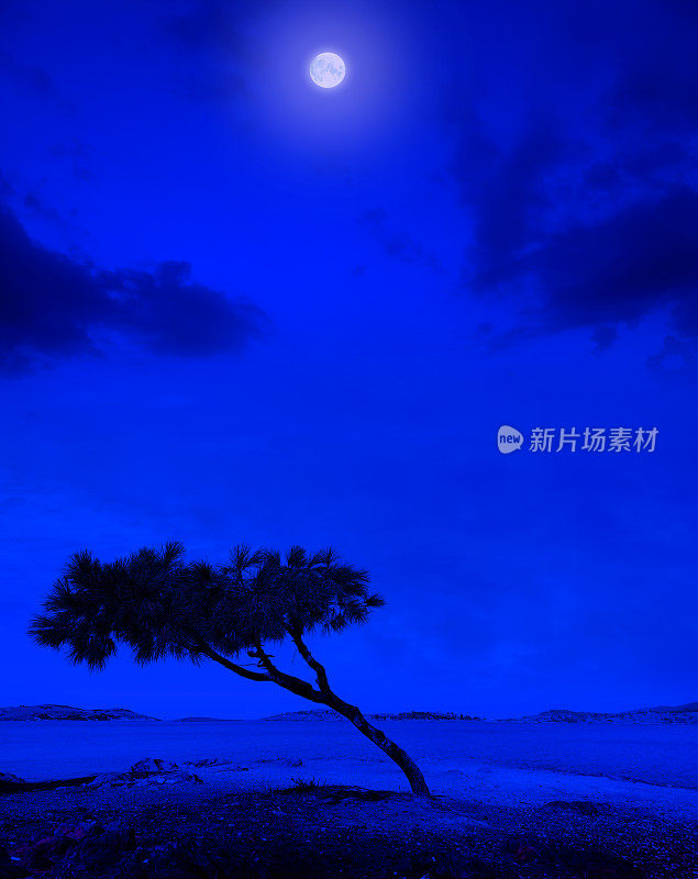 夜空中单棵树的剪影和月亮