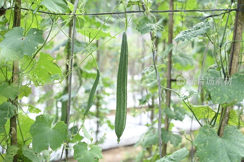 丝瓜，新鲜的葫芦科园林绿色蔬菜