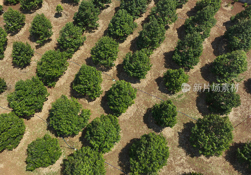 5岁的榴莲花园，嘉莱省