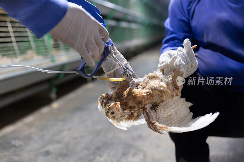 鸡的疾病预防。在封闭农场接种小鸡疫苗，温度和光照控制，泰国。