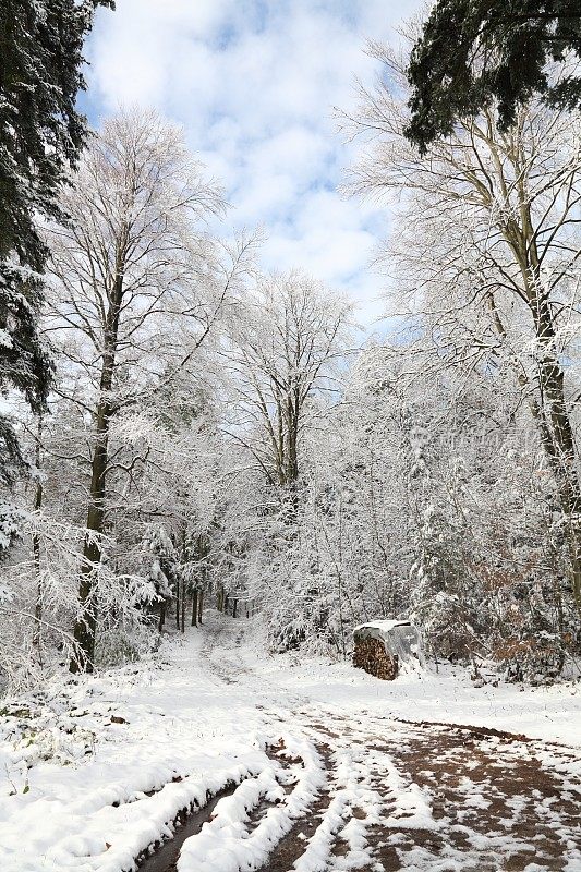 冬天的森林有雪和山道