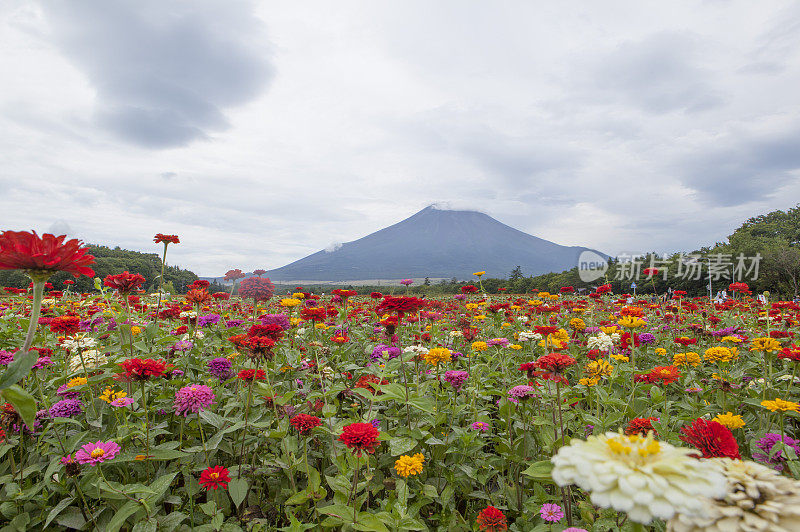 富士山,花卉,静冈县,日本,亚洲,