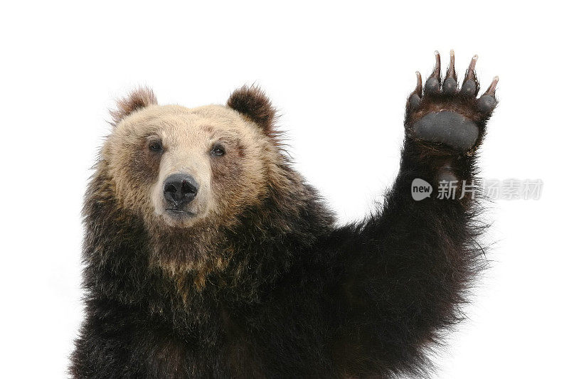 熊提高爪子