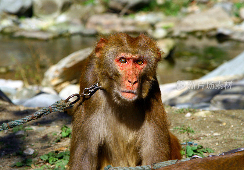西藏猕猴(西藏猕猴)被皮带拴住的肖像，中国武当山猴子森林保护区