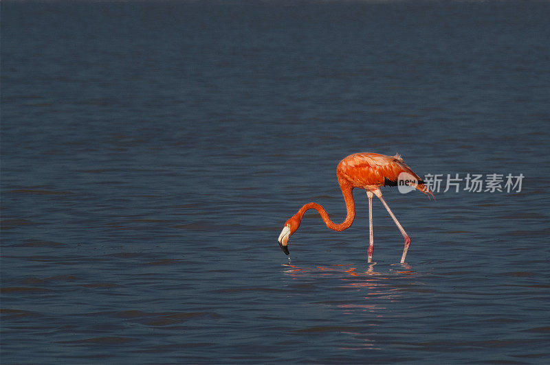 粉红色的火烈鸟在海里喝水