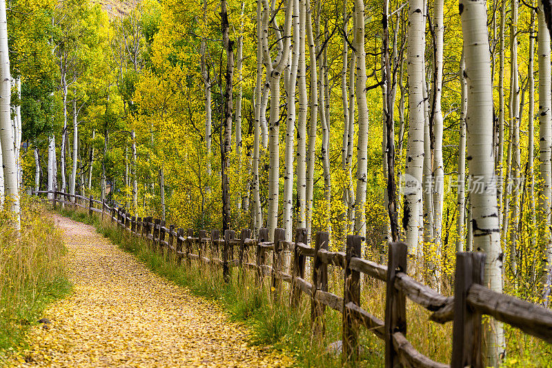 秋天的颜色沿着娱乐路径碲化物科罗拉多州