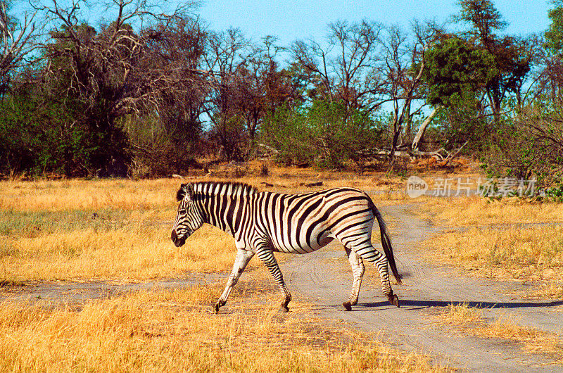 博茨瓦纳野生动物园:斑马在黄草地上走过小路
