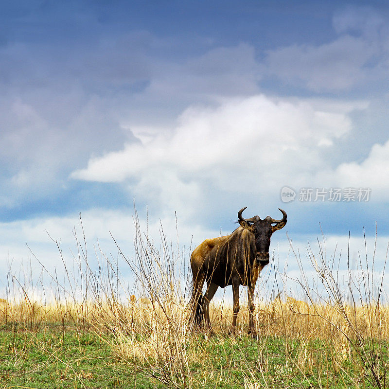 坦桑尼亚塞恩盖蒂国家公园，蓝色角马注视着镜头