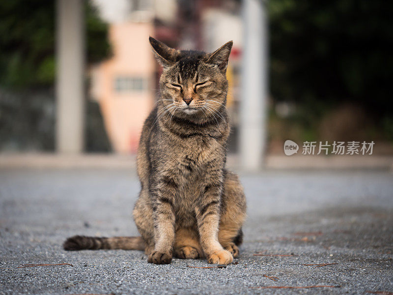 只流浪猫